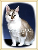 CATN05.jpg